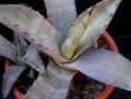 /album/fotogaleria-rod-agave/agave-scabra-v-zacrensis-la-zacre2-jpg/
